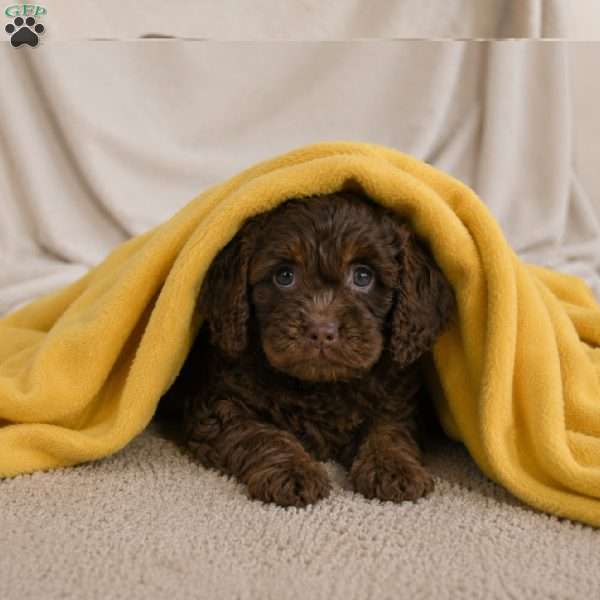 Joy, Cockapoo Puppy
